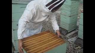 Beekeeping on the Fairmont Royal York 2012 Urban Agricultural Summit [upl. by Armando]