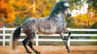 Tormento del Coqui  Paso Fino Stallion [upl. by Clovis]