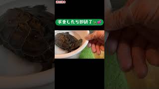 求愛したら即終了01 クサガメ つく shorts 爬虫類 亀飼育 亀 かわいい Reeves Turtle courtship dance 求愛ダンス 求愛行動 [upl. by Adnalue]