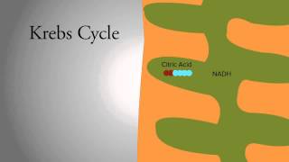 Krebs Cycle [upl. by Irac639]