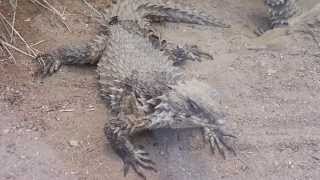 Giant girdled lizards in Zoo Frankfurt in HD [upl. by Ulah]