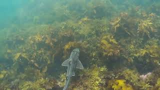 A harmless Port Jackson shark in Sydney Australia [upl. by Filide198]