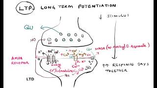 Synaptic plasticity Habituation Sensitization LTP LTD [upl. by Letha]