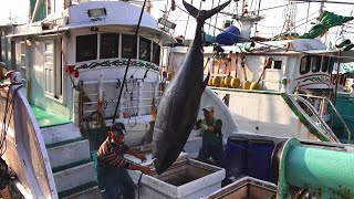 Massive Bluefin Tuna Incredible Catch and Cutting at the Fish Market [upl. by Dirgni]