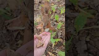 🐿🫠🤗the squirrel eats from the palm of his handsquirrelvideosanimalsvideo [upl. by Bevon319]