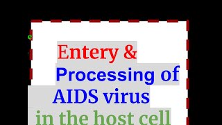 Process of entering of AIDS virus in the host cell [upl. by Linnette]