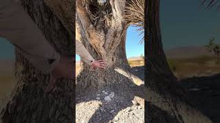 MASSIVE Joshua Tree in Southern Nevada [upl. by Yadnil]