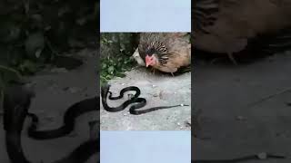 Hen And Snake shortvideo viral shorts [upl. by Lopez]