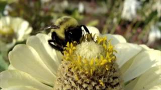 Pollen Foraging Insects [upl. by Nepets]