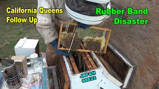 Requeening Follow Up amp Rubber Band Disaster S8E22 beekeeping [upl. by Rabi]