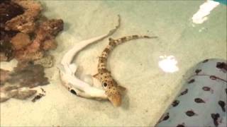 Epauelette Shark Mating [upl. by Gnik590]