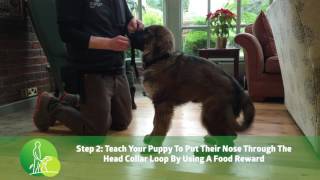 Introducing the Head Collar Step 2  Raising Your Puppy [upl. by Romo486]