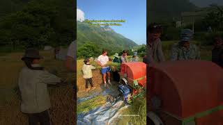 Tourists Experience Rice Harvesting on Terraced Fields at Ha Giang Loop [upl. by Kwok]