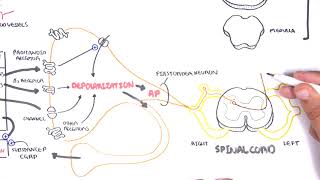 Pharmacology  Nonsteroidal AntiInflammatory Drugs NSAIDs [upl. by Lenore]