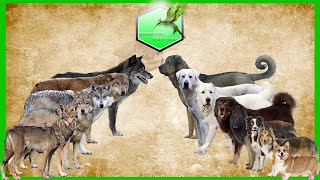 Shepherd dog vs Wolfs Species Comparison Dog vs WolfWolwes and Dog [upl. by Yarahs]