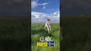 Icelandic horses shorts horses icelandichorses [upl. by Ardin]