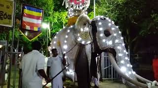 The Great Elephant Parade in the Annual Medin Maha Perahera Pannipitiya Dewram Maha Viharaya  2022 [upl. by Ytinav]