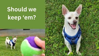 Dog Tennis Balls Review from Nobleza Store [upl. by Cristabel]