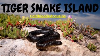 Tiger Snake Island  SNAKES EVERYWHERE [upl. by Dessma]