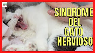 SÍNDROME DEL GATO NERVIOSO O HIPERESTESIA FELINA 🐱 CAUSAS SÍNTOMAS Y TRATAMIENTO [upl. by Anigriv]