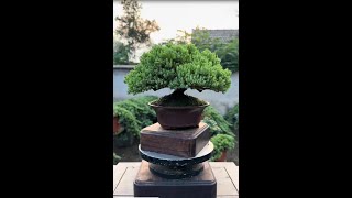 Replant a cypress bonsai 분재 [upl. by Willner43]