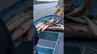 YELLOWTAIL LIMITS Bigeye Sportfishing [upl. by Reeve]