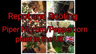 Repot and Rooting Piper Nigrum Peppercorn plant September 2024 🇬🇧 [upl. by Deelaw]