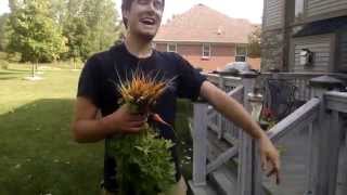 Harvesting Carrots from a Raised Bed [upl. by Trixie683]