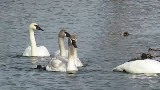 Trumpeter Swans Bannister Lake Ontario  clip 8572 [upl. by Enitsahc]