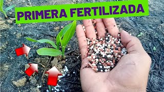 🌽 Nació El Maíz Primera FERTILIZACIÓN Del maíz  Estos Fertilizantes Se Aplicaron Al Maíz [upl. by Mcwherter926]