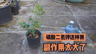 使用磷酸二氫鉀，不能這樣使用，不然“副作用”影響植物一生 [upl. by Germann606]