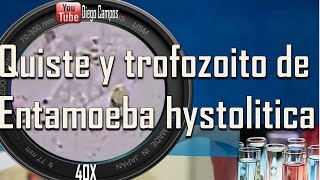 Entamoeba histolityca trofozoito y quiste trophozoite and cyst [upl. by Orth]