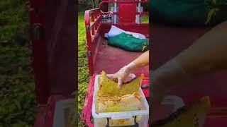 Sweet life asmr food honey farm honeycombeating village farming honeyberry satisfying [upl. by Sirronal103]