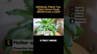 Mother of Thousands Propagation Made Easy shorts [upl. by Eduardo]