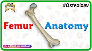 Femur Anatomy Osteology  General features  Attachments  Development anatomy MBBS usmle NMC [upl. by Southworth]