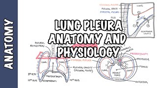 Lung Pleura  Clinical Anatomy and Physiology [upl. by Atiuqehs589]