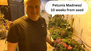 Grow Petunias from seed to huge beautiful hanging baskets in record time [upl. by Htelimay]