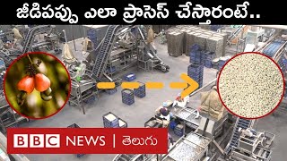 Cashew Nuts Processing  Andhra Pradesh రోజూ టన్నుల కొద్ది జీడిపప్పు ఎలా ప్రాసెస్ చేస్తారో చూశారా [upl. by Ahseetal]