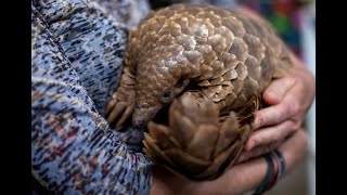 Au Kenya la bataille pour protéger les pangolins [upl. by Gora]