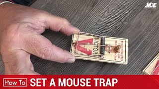 How To Set A Mouse Trap  Ace Hardware [upl. by Apthorp]