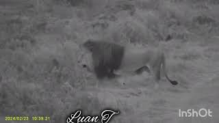 Male Lion in night vision at Garden route game lodge [upl. by Maya]