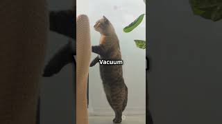 Mr Whiskers Epic Battle with the Vacuum Monster [upl. by Idroj]