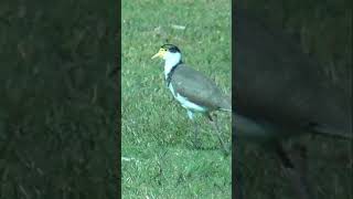 Masked Lapwing Plover on grass shorts [upl. by Shir711]