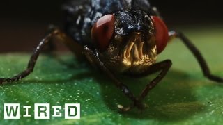 This Is a Botfly Its Horrific Larvae Grow and Feed in Human Flesh  Absurd Creatures [upl. by High377]