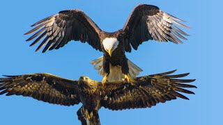 Bald Eagle VS Golden Eagle [upl. by Yttocs]