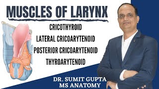 MUSCLES OF LARYNX ANATOMY [upl. by Oliy867]