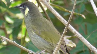 The sound of Lewins Honeyeater [upl. by Vijar]