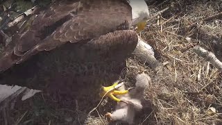 🦅SWFL🐥🐣Watch your step👀 Plenty of Bonks Fish amp PS today for eaglets E24 amp E25 December 19 2024 [upl. by Andreas]