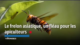 Le frelon asiatique un fléau pour les apiculteurs [upl. by Holcman]