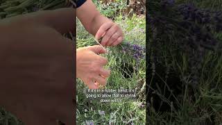 How to Dry Lavender [upl. by Ardnaeel]